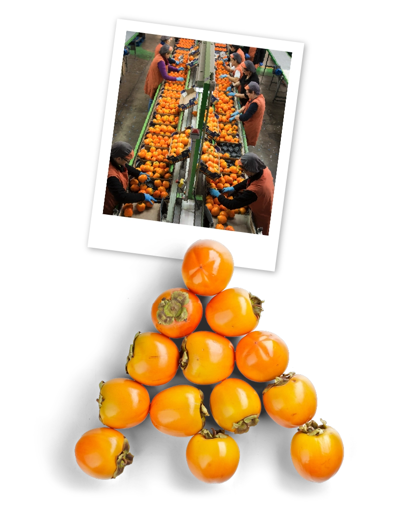 Calidad Kaki Bouquet